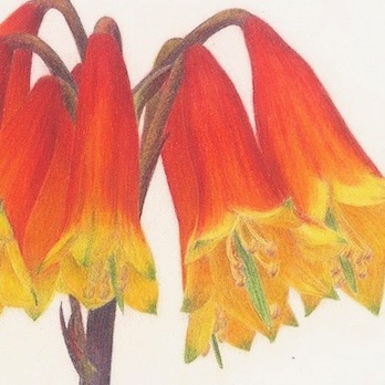Australian Christmas Bells,  Blandfordia grandiflora