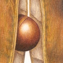 Blackbean Seeds,  Castanospermum australe