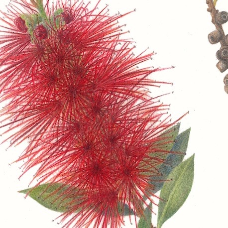 Bottlebrush,  Callistemon viminalis