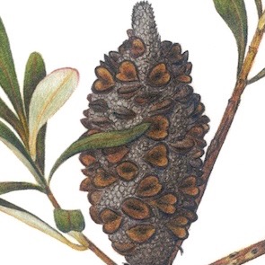 Coast Banksia,  Banksia integrifolia