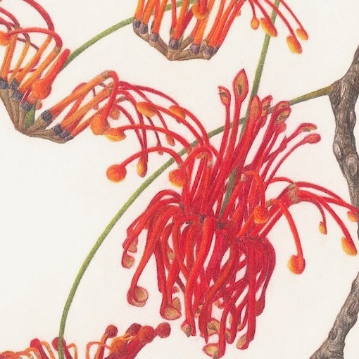Firewheel,  Stenocarpus sinuatus