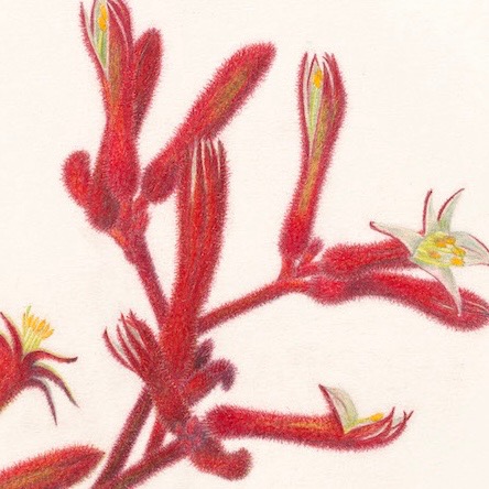 Kangaroo Paw,  Anigozanthos rufus