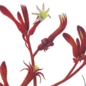 Kangaroo Paw,  Anigozanthos rufus