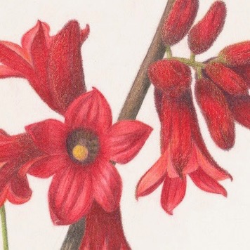 Little Kurrrajong,  Brachychiton bidwillii
