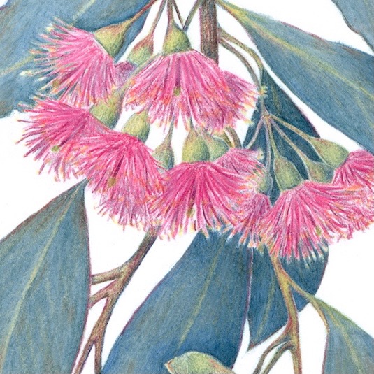 Pink Flowered Blue Gum,  Eucalyptus leucoxylon