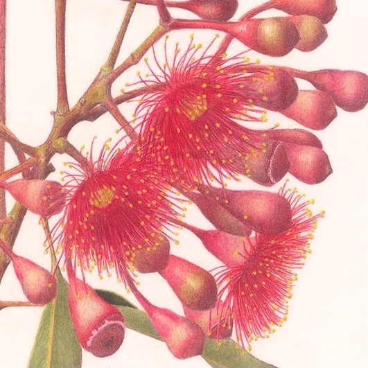 Red Flowering Gum,  Corymbia ficifolia