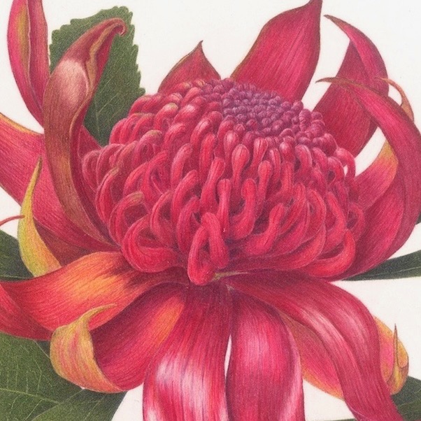 NSW Waratahs,  Telopea speciosissima