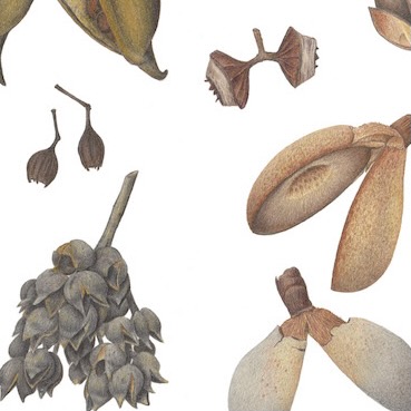 Fruits of Australia
