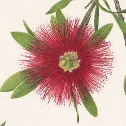 Bottlebrush, Callistemon citrinus