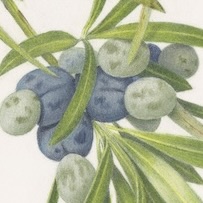 Illawarra plum, Podocarpus elatus